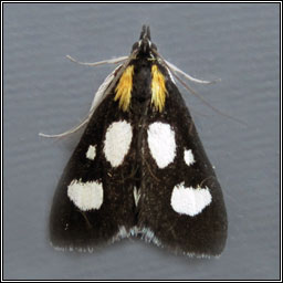 White-spotted Sable Moth, Anania funebris