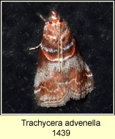 Trachycera advenella