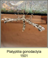 Platyptilia gonodactyla