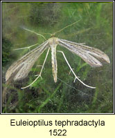 Euleioptilus tephradactyla