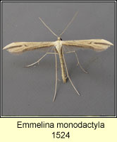 Emmelina monodactyla