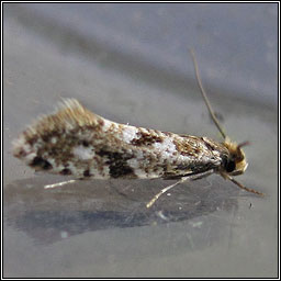 Cork Moth, Nemapogon cloacella