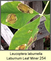 Laburnum Leaf Miner, Leucoptera laburnella (leaf mine)