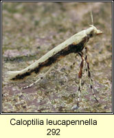 Caloptilia leucapennella