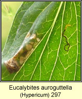 Eucalybites auroguttella (leaf mine)