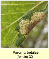 Parornix betulae (leaf mine)