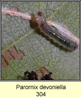 Parornix devoniella (larva)