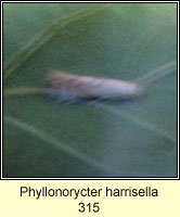Phyllonorycter harrisella