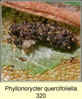 Phyllonorycter quercifoliella (larva)