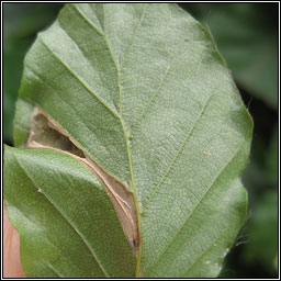 Phyllonorycter messaniella