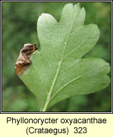 Phyllonorycter oxyacanthae