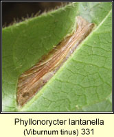 Phyllonorycter lantanella (leaf mine)