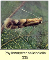 Phyllonorycter salicicolella