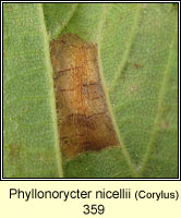 Phyllonorycter nicellii (leaf mine)