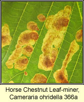 Horse Chestnut Leaf-miner, Cameraria ohridella