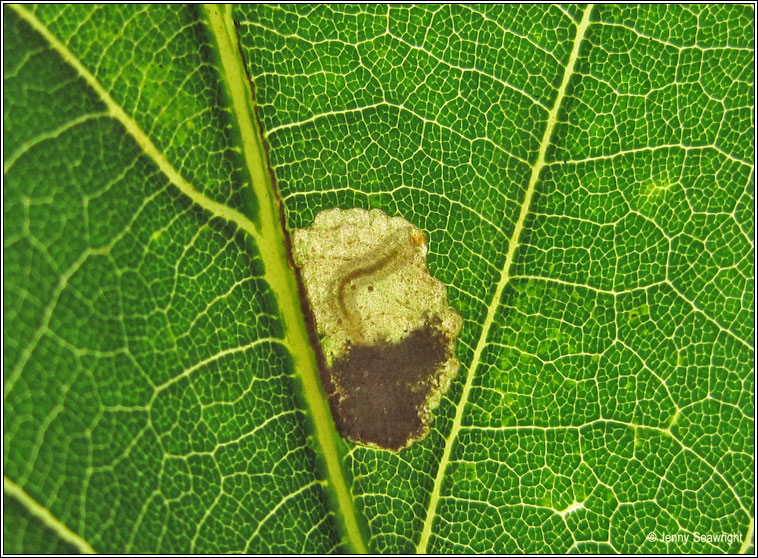 Ectoedemia albifasciella, leaf mine