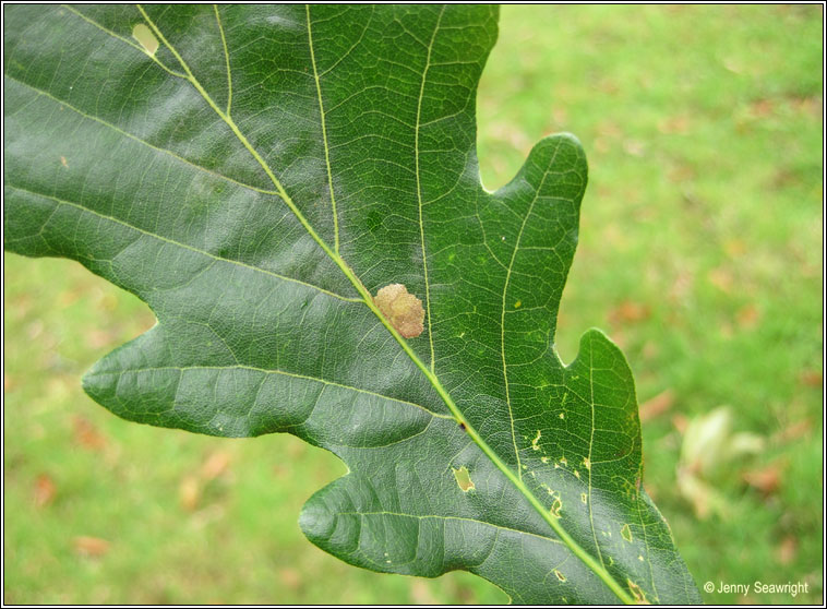 Ectoedemia albifasciella, leaf mine