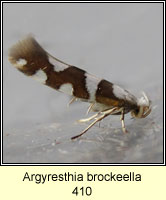 Argyresthia brockeella