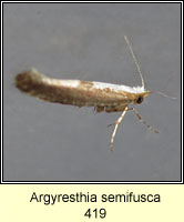 Argyresthia semifusca