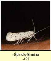 Spindle Ermine, Yponomeuta cagnagella