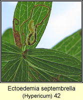 Ectoedemia septembrella (leaf mine)