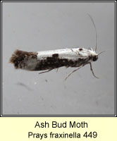 Ash Bud Moth, Prays fraxinella