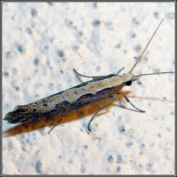 Diamond-back Moth, Plutella xylostella
