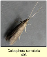 Coleophora serratella (ex case)