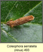 Coleophora serratella (case)