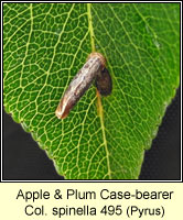 Apple & Plum Case-bearer, Coleophora spinella (case)
