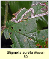 Stigmella aurella (leaf mine)