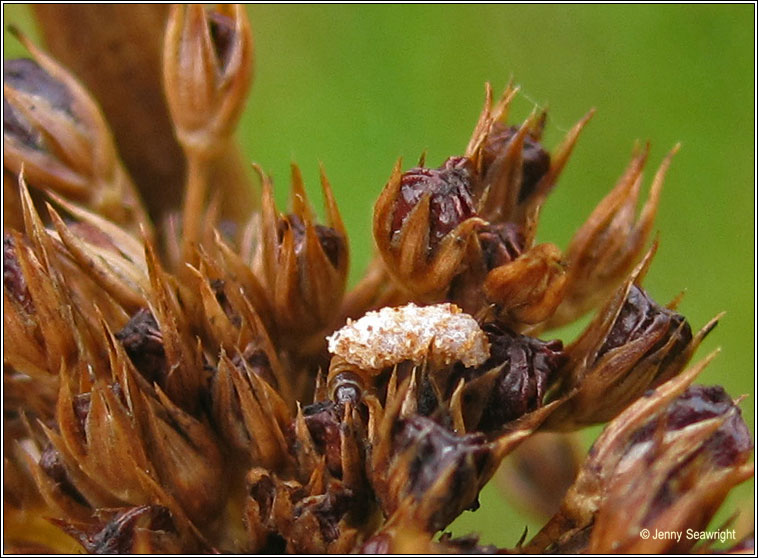 Coleophora caespititiella