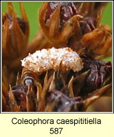 Coleophora caespititiella (larva and case)