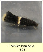 Elachista bisulcella