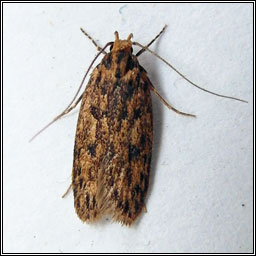 Brown House Moth, Hofmannophila pseudospretella
