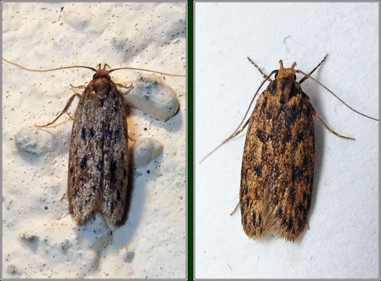 Irish moths - Brown House Moth, Hofmannophila pseudospretella