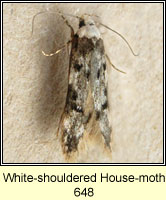 White-shouldered House-moth, Endrosis sarcitrella