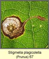 Stigmella plagicolella (leaf mine)