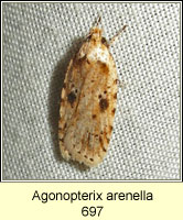 Agonopterix arenella