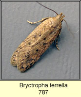 Bryotropha terrella