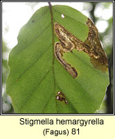 Stigmella hemargyrella (leaf mine)