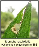 Mompha raschkiella (leaf mine)