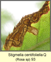 Stigmella centifoliella (leaf mine)