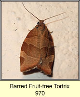 Barred Fruit-tree Tortrix, Pandemis cerasana