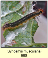 Syndemis musculana (caterpillar)