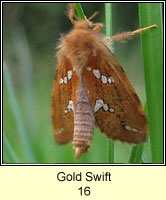 Gold Swift, Hepialus hecta