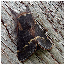 December Moth, Poecilocampa populi