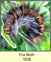 Fox Moth, Macrothylacia rubi (caterpillar)