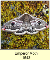 Emperor Moth, Saturnia pavonia
