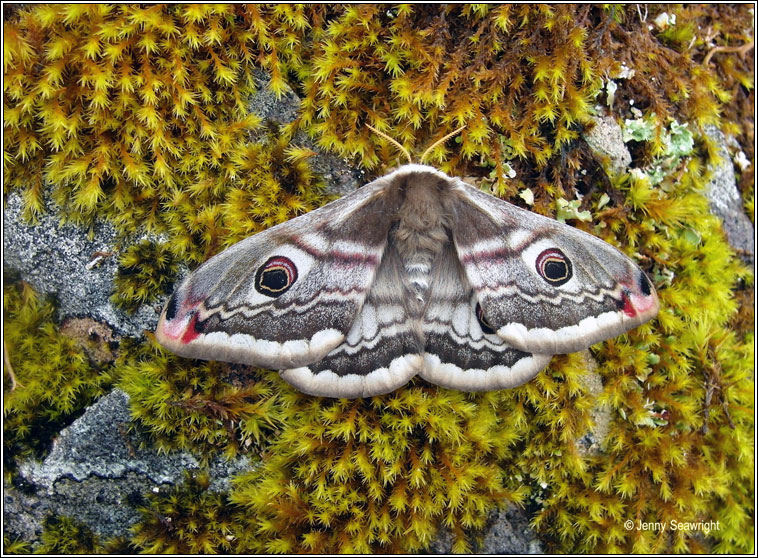 Emperor Moth, Saturnia pavonia